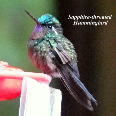 Sapphire-throated Hummingbird